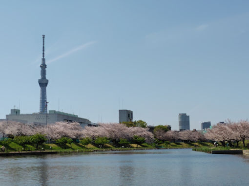 令和8年春旧中川に咲くのソメイヨシノ1