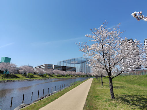 �ߘa�W�N�����쉈�����J�̃\���C���V�m�Q