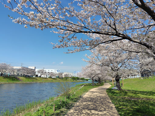 令和8年春旧中川に咲くのソメイヨシノ3