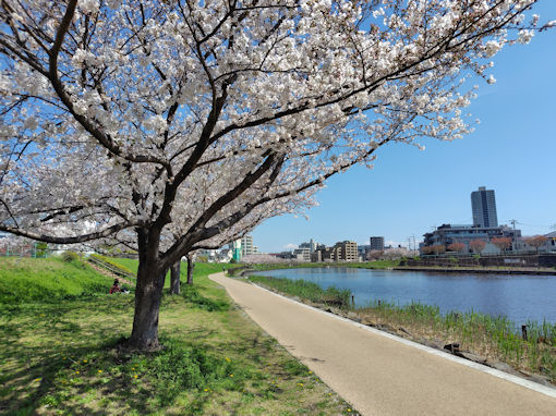 �ߘa�W�N�����쉈�����J�̃\���C���V�m�R