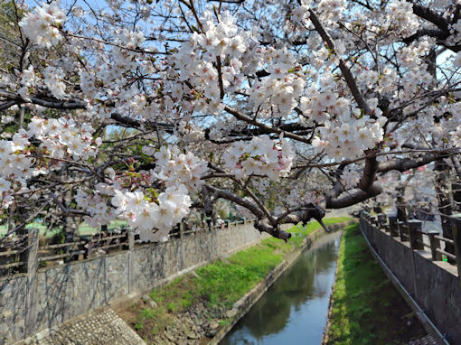 �ߘa�W�N�^�Ԑ�T���炫�̃\���C���V�m�Q