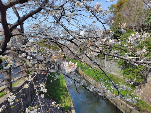 令和8年春真間川の桜並木1