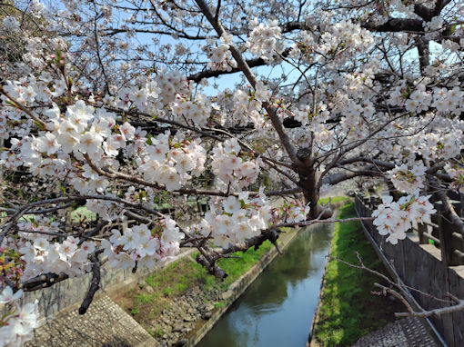 令和8年春真間川の桜並木3