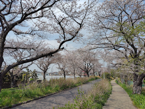 �ߘa�W�N���������̃\���C���V�m�Q