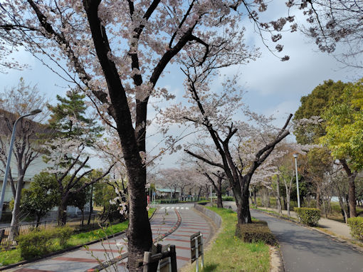 �ߘa�W�N�t������������ɍ炭�\���C���V�m�W