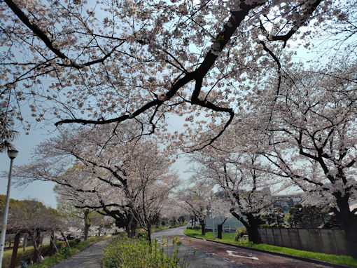 �ߘa�W�N���������̃\���C���V�m�S