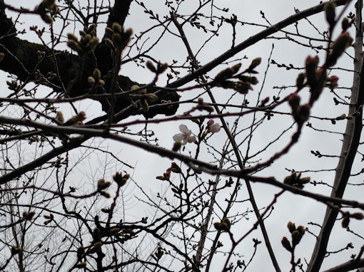 �ߘa�W�N��V�]�̃\���C���V�m�̊J�ԂP