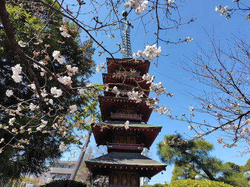 �ߘa�W�N�������̏����J�����\���C���V�m�Q