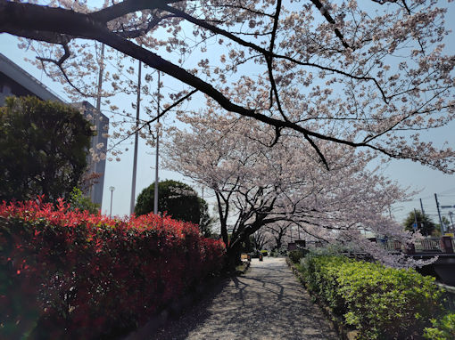 令和8年春大柏川の桜並木1