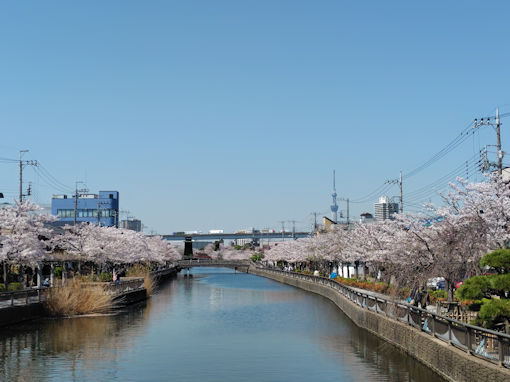 令和8年春新川に咲くのソメイヨシノ3