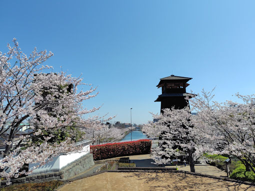 �ߘa�W�N�V�쉈���ɍ炭�\���C���V�m�Q