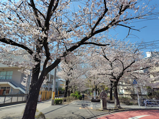 令和8年春篠田堀親水緑道の桜並木1