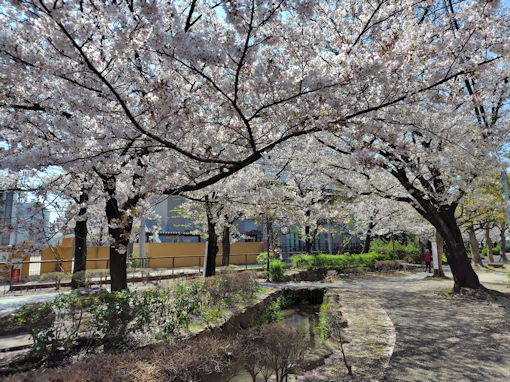 �ߘa�W�N�c�x�e���Γ��̃\���C���V�m�P