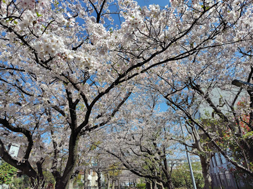 令和8年春篠田堀親水緑道の桜並木3