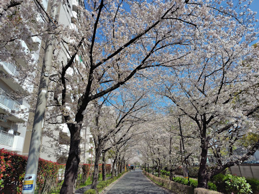 �ߘa�W�N�c�x�e���Γ��̃\���C���V�m�Q