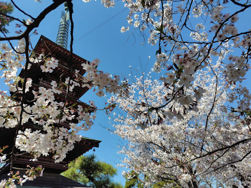 �ߘa�W�N���������J�̃\���C���V�m