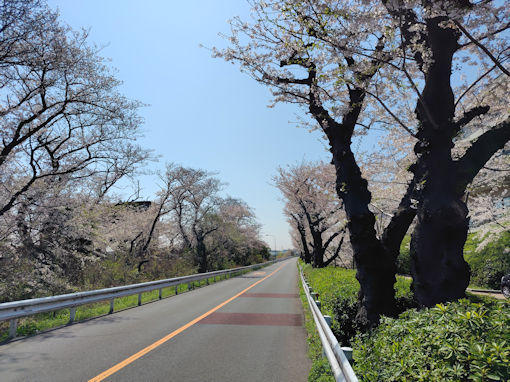 令和8年春江戸川閘門付近の桜並木1