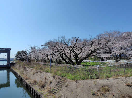 �ߘa�W�N�]�ː��}��t�߂̂̃\���C���V�m�P