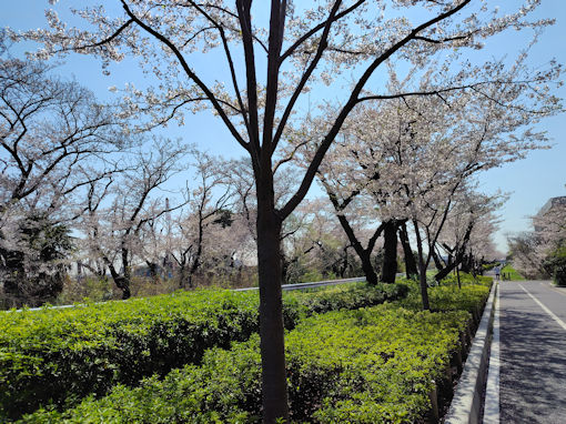 令和8年春江戸川閘門付近の桜並木3