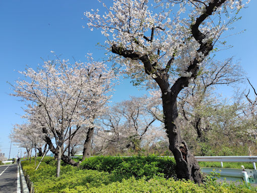 �ߘa�W�N�]�ː��}��t�߂̂̃\���C���V�m�Q