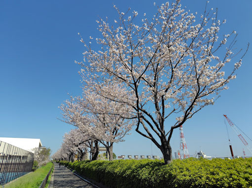 令和8年春江戸川閘門付近の桜並木5