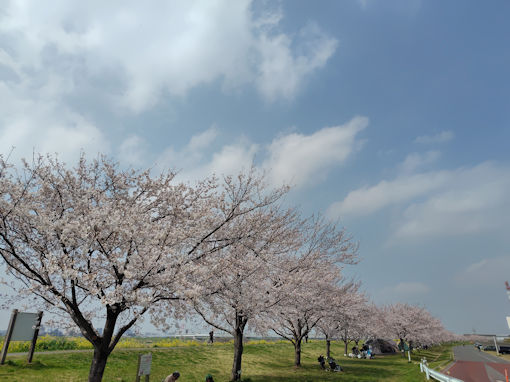 �ߘa�W�N�����}��t�߂̂̃\���C���V�m�P