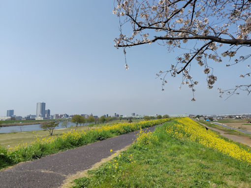 �ߘa�W�N��؂̓n���t�߂̃\���C���V�m�P