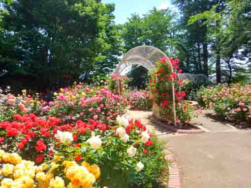 令和３年須和田公園に咲くバラの花④