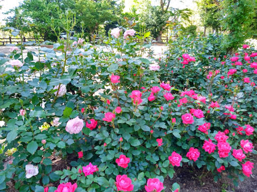 令和６年須和田公園に咲くバラの花１