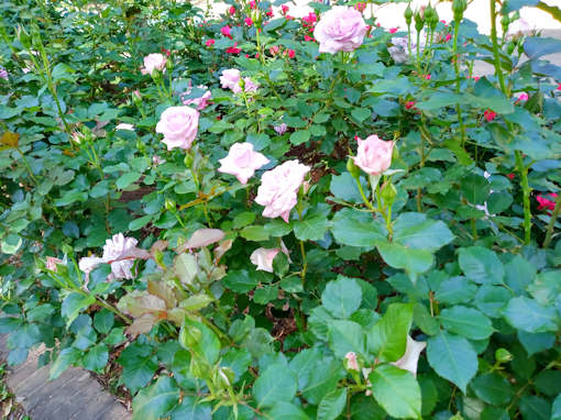 令和６年須和田公園に咲くバラの花２