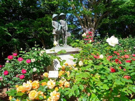 令和６年須和田公園に咲くバラの花３