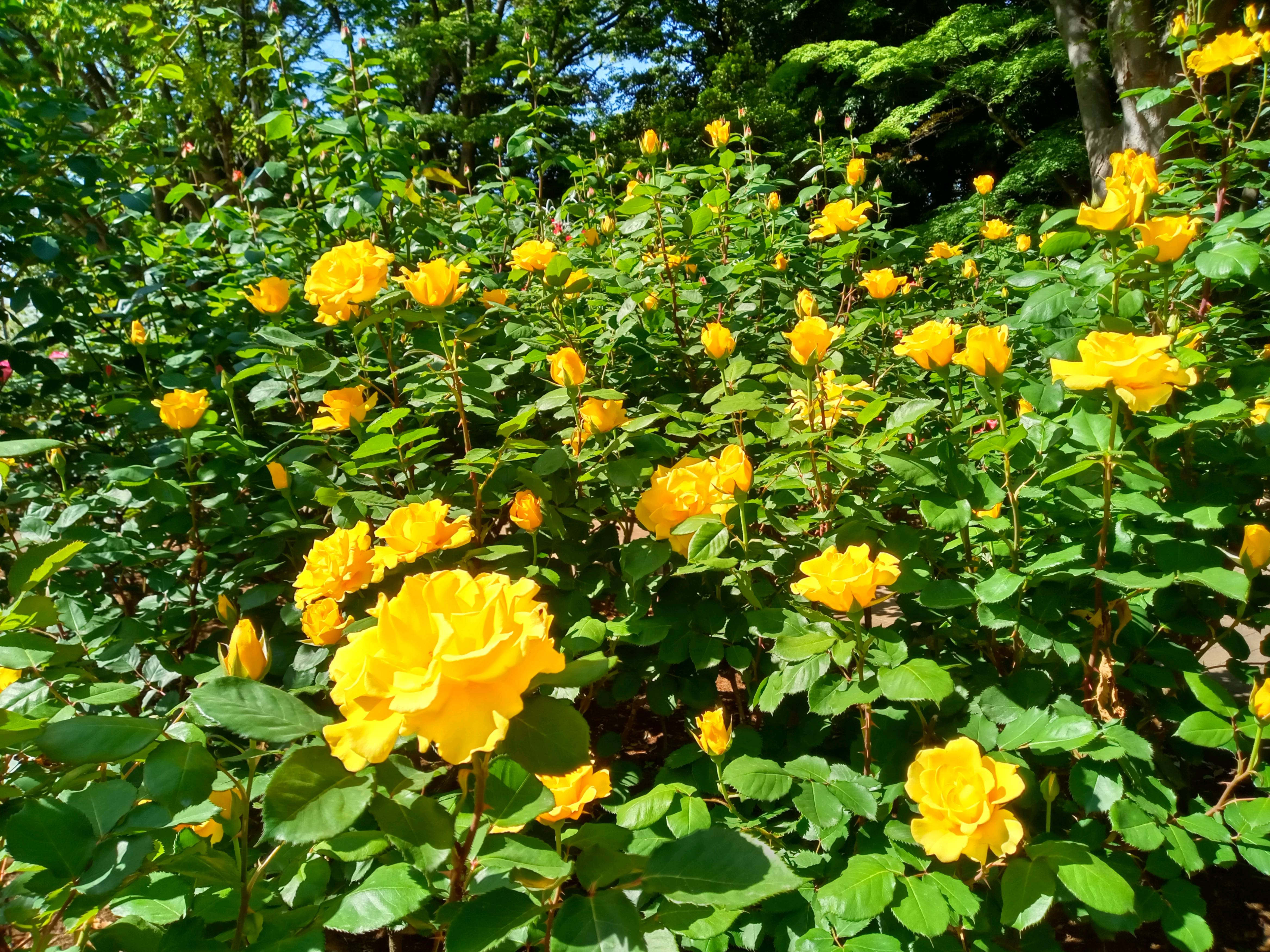 令和６年須和田公園に咲くバラの花５