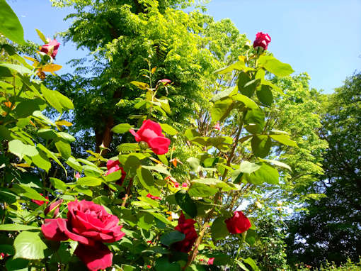 令和６年須和田公園に咲くバラの花６