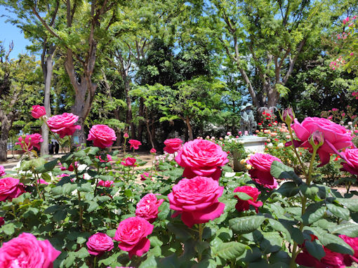 令和8年初夏須和田公園に咲くバラの花1