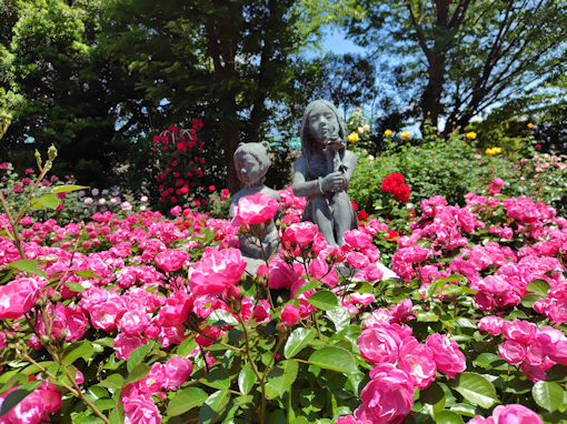 令和8年初夏須和田公園に咲くバラの花3