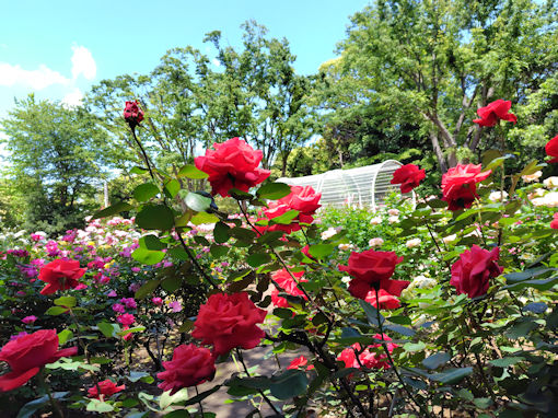 令和8年初夏須和田公園に咲くバラの花5