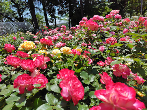 令和8年初夏須和田公園に咲くバラの花7