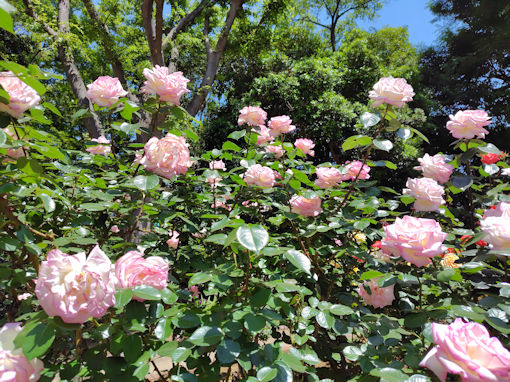 令和8年須和田公園のバラ園