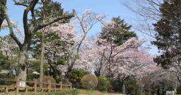 cherry blossoms in Suwada Park
