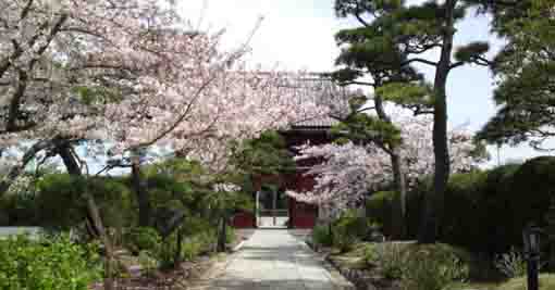 the cherry blossoms of Tokuganji Temple