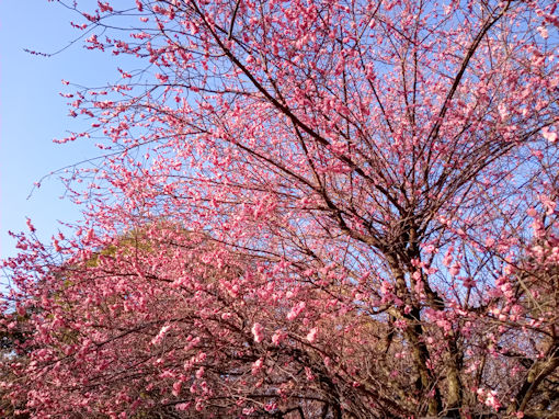 令和７年里見公園に咲く満開の紅梅