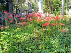 令和６年和光寺に咲き始めているヒガンバナ１