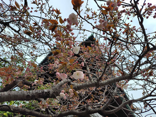 �ߘa�W�N�s����L�O�����ɍ炭�V�o�U�N�Q