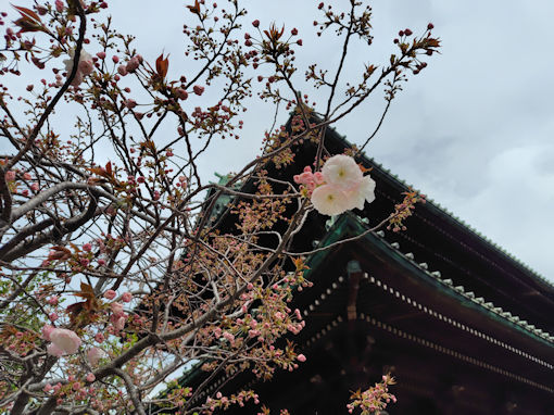 �ߘa�W�N�s����L�O�����ɍ炭�V�o�U�N���P