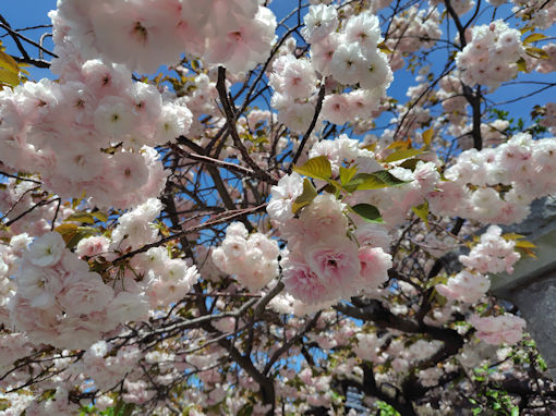 令和８年智泉院に咲く満開の牡丹桜２