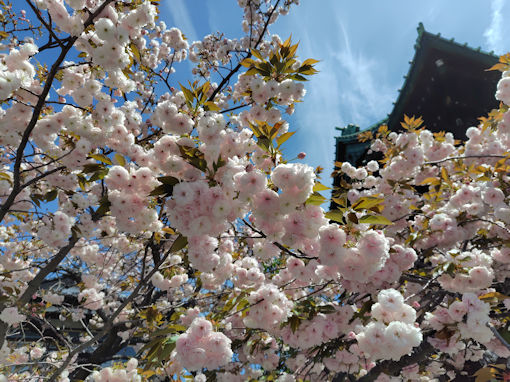 令和8年春智泉院に咲く牡丹桜3
