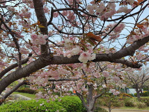 令和8年春左近川緑地公園に咲く八重桜1