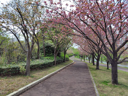 令和8年春左近川緑地公園に咲く八重桜3