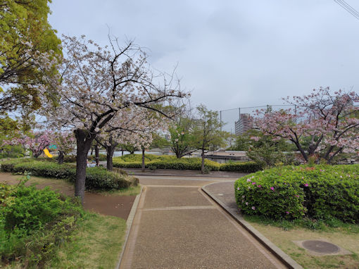 令和８年左近川緑地公園に咲く満開の八重桜１