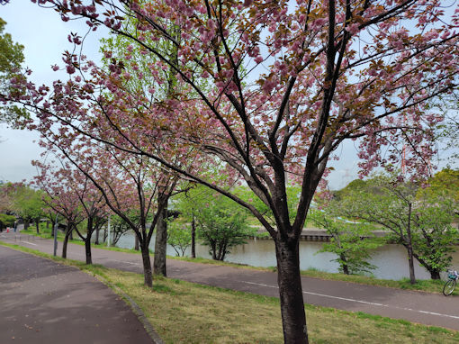 令和８年左近川緑地公園に咲く満開の八重桜２